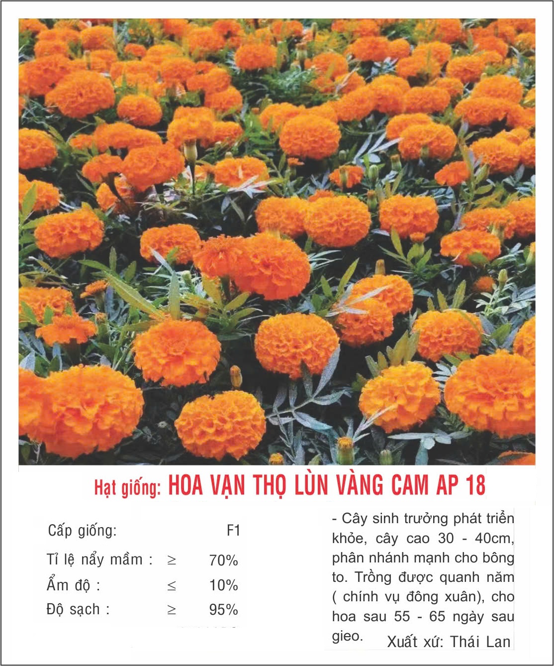 Hạt giống Hoa Vạn Thọ Lùn CAM siêu bông VTP183