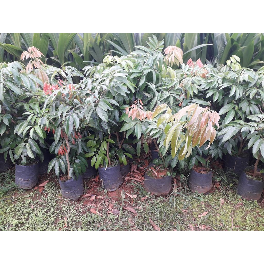 Cây giống Vải không hạt SIÊU SỚM.