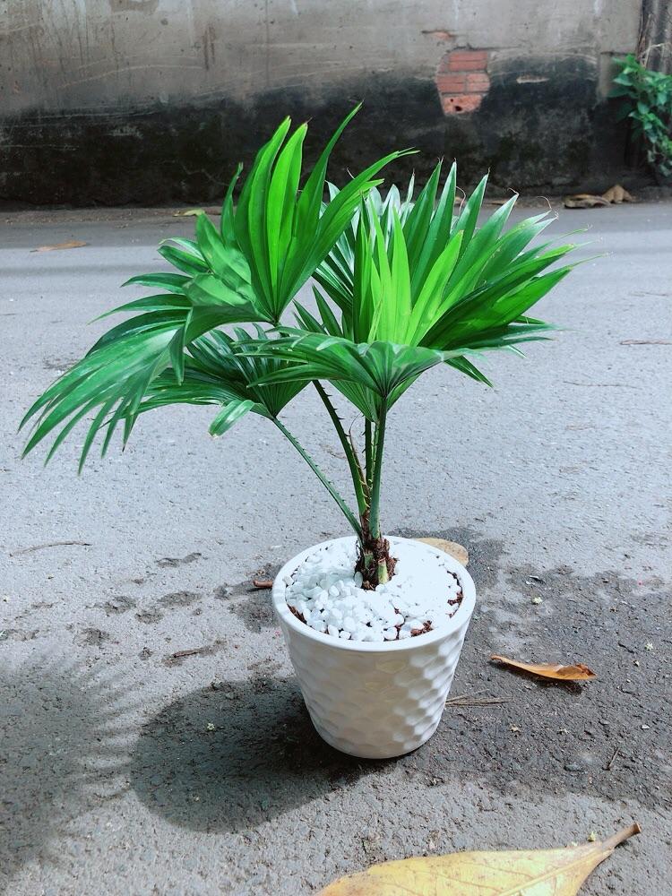 Chậu Cây Cọ Kiểng