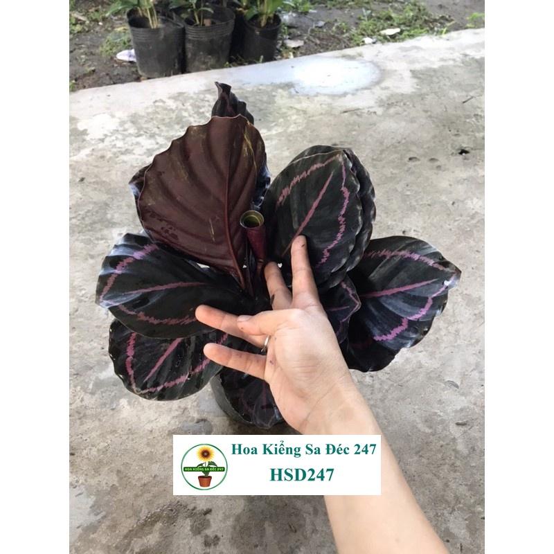 Cây công tím đậm + tặng phân bón