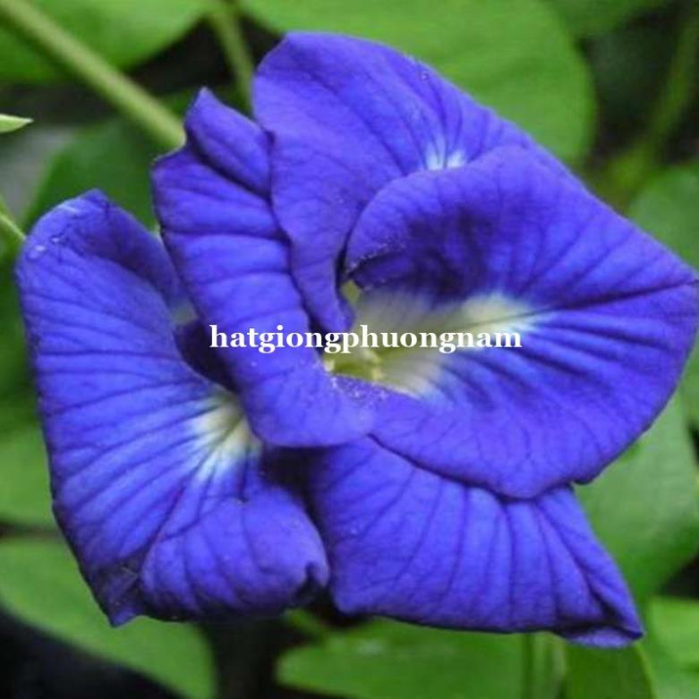 20H - HẠT GIỐNG HOA ĐẬU BIẾC KÉP