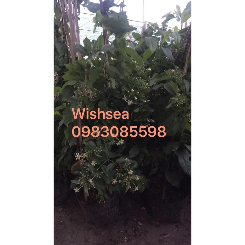 Cây hoa sử quân tử, hoa giun