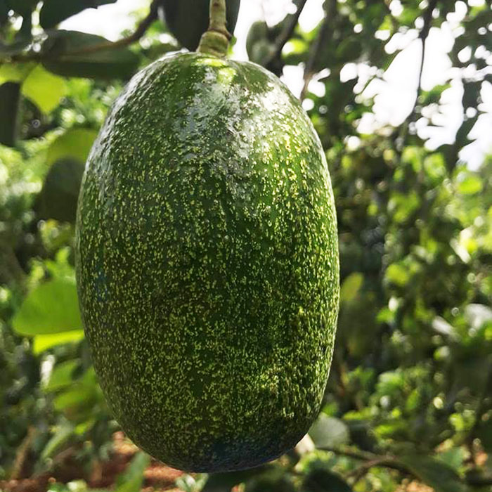 CÂY GIỐNG BƠ CUBA TRÁI TO