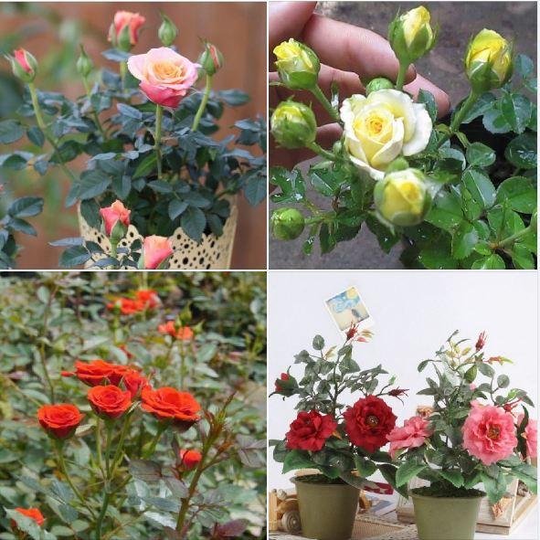 Hạt giống hoa hồng tỉ muội nhiều màu - 20 hạt/gói