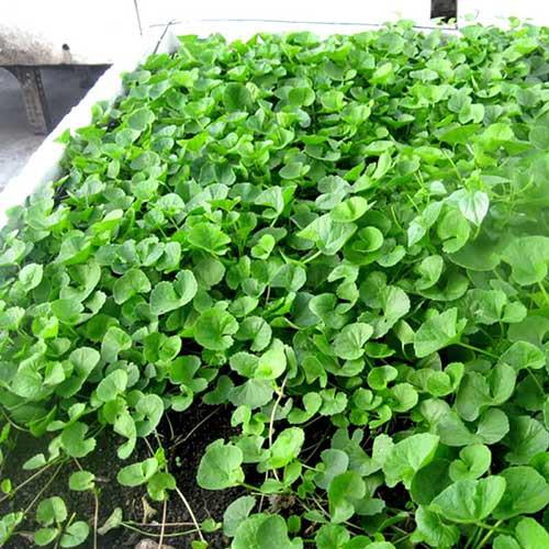 Hạt Giống Rau Má Lá Nhỏ - 1gram