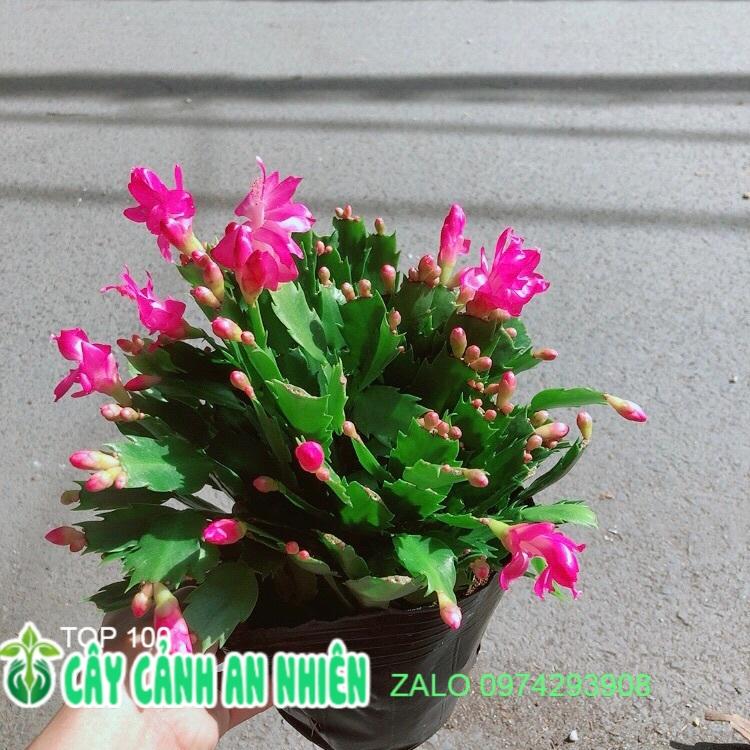 Chậu Hoa Tiểu Quỳnh Màu Hồng