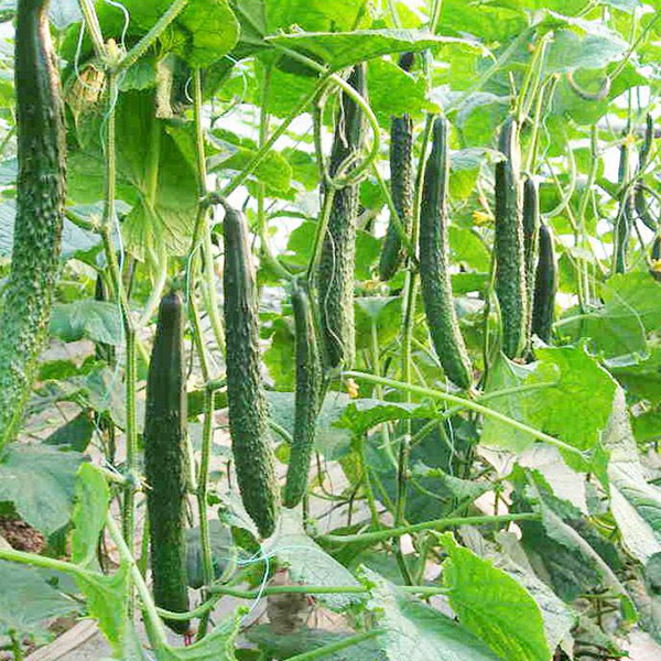 Hạt giống dưa chuột nhật F1