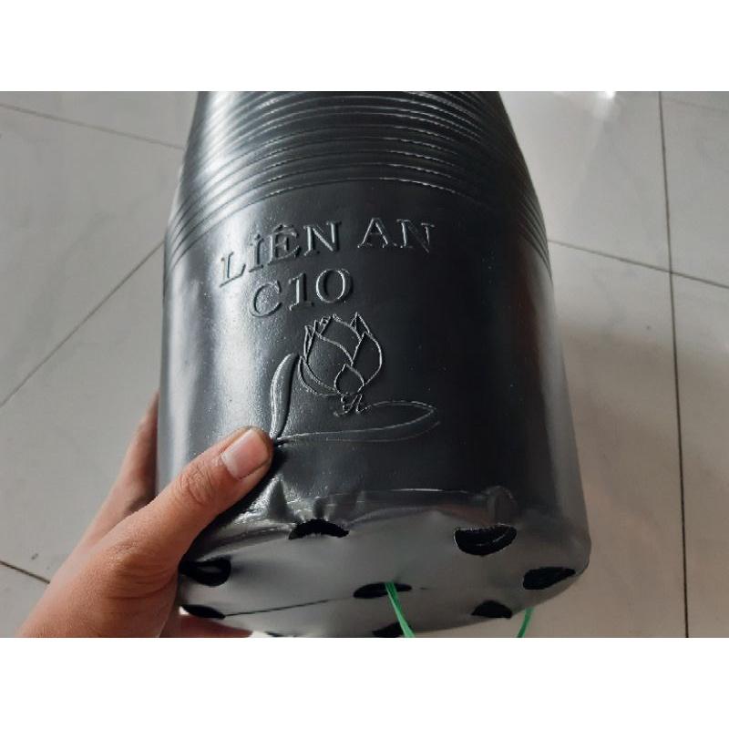50 chậu c10 liên an