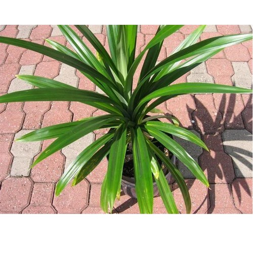 Combo 10 Cây lá dứa tươi - cây dứa thơm - cây nếp thơm - cây cơm nếp lẻ