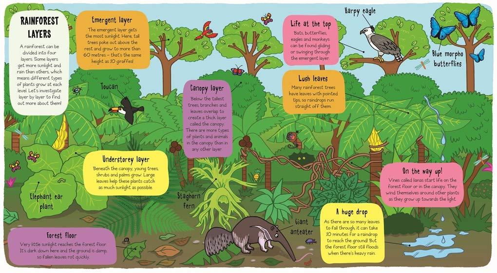 Sách ngoại văn: Little Explorers - In The Rainfore