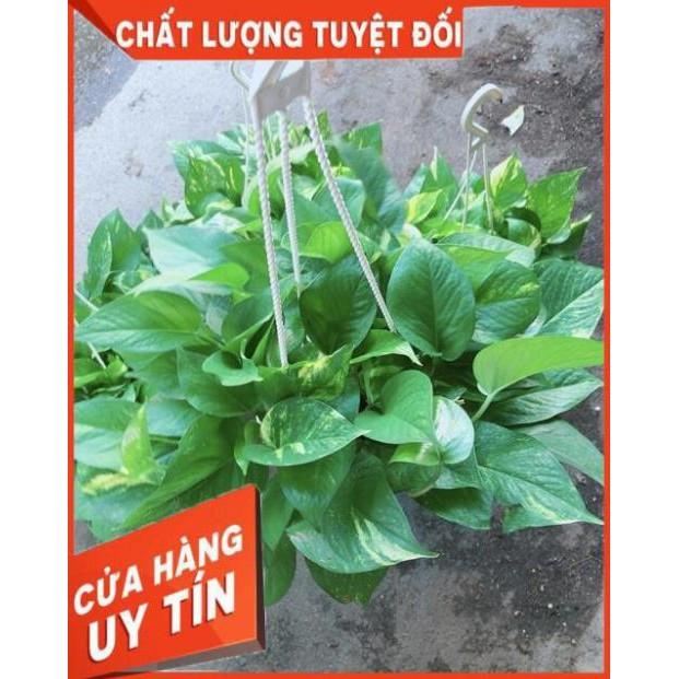 Chậu Trầu Bà Thái Size Đại