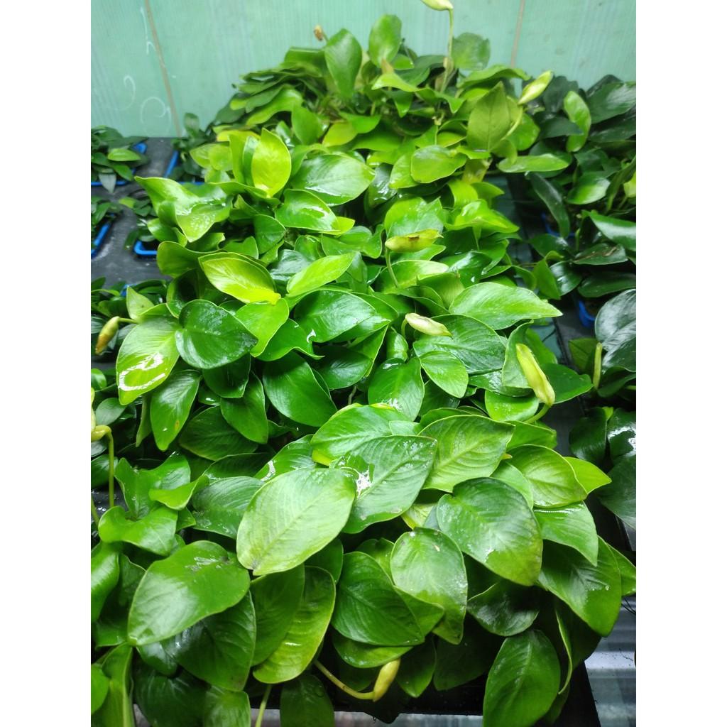 Ráy Lá Vàng/lá hoa cây thủy sinh dễ trồng không cần Co2