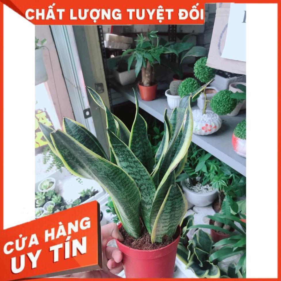 Chậu lưỡi hổ Nhiều Người Mua