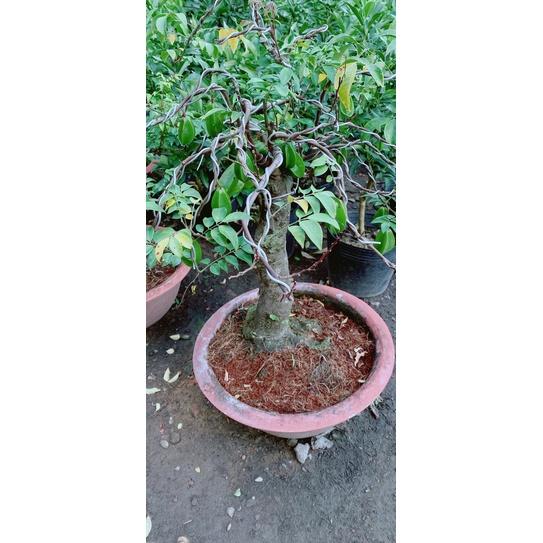 Chậu Khế Bonsai