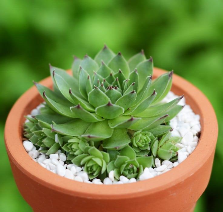 ĐÁ PERLITE  trồng cho cây cảnh lá, sen đá hay cây đột biến indoor 5dm3