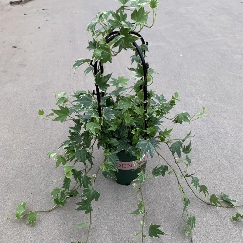 Giỏ thường xuân cẩm thạch để bàn xum xuê lá cực đẹp, cây cảnh nội thất xanh tươi quanh năm trồng ban công và treo tường