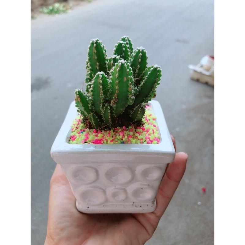 Chậu Xương Rồng Thanh Sơn