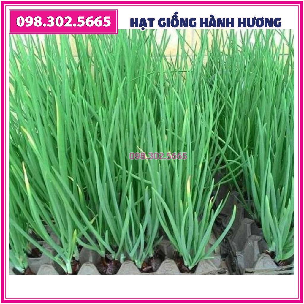 Hạt giống hành hương, hành lá, hành hoa - gói 5 gam - Năng suất cao, kháng sâu bệnh