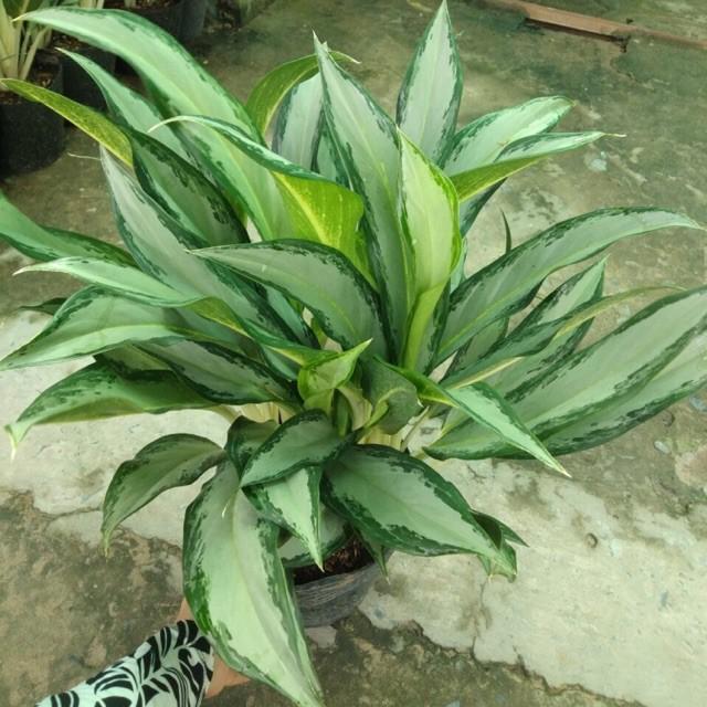 CÂY GIỮ TIỀN GIỮ BẠC, GIỮ MAY MẮN