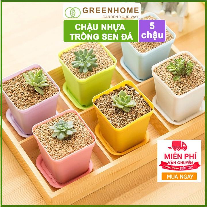 Bộ 5 Chậu nhựa trồng sen đá ,xương rồng, 7x7cm, màu sắc hiện đại