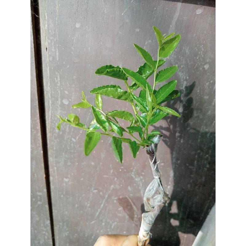 Cây giống Hồng táo - Táo đỏ Tân Cương Tiger tooth