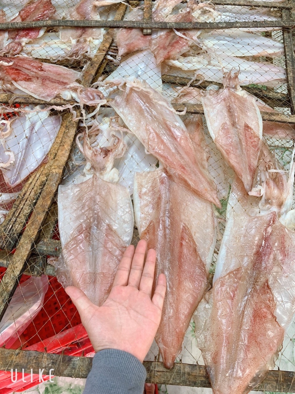 Khô mực size 16-22con - Gói 500g