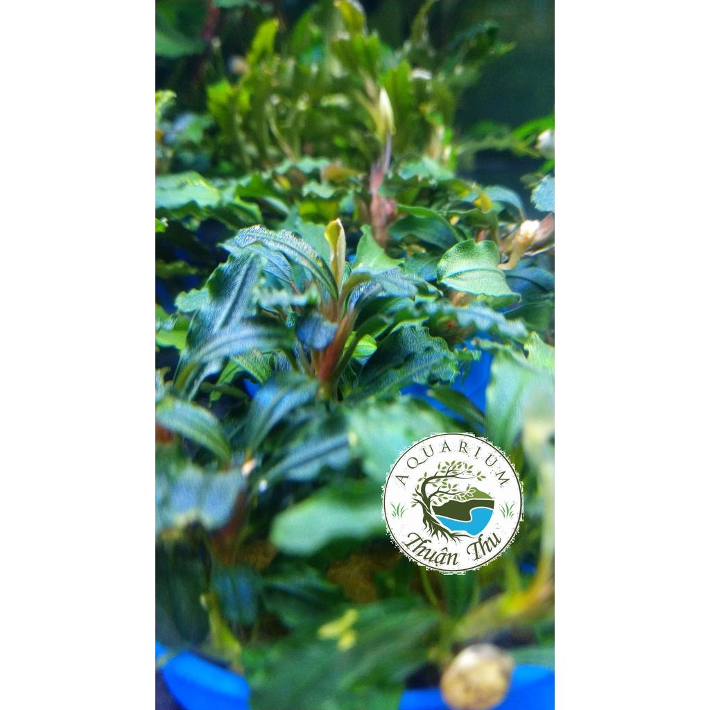 Cây Bucep Phalandra random lá nhỏ siêu đẹp- Cây thủy sinh đẹp dễ trồng