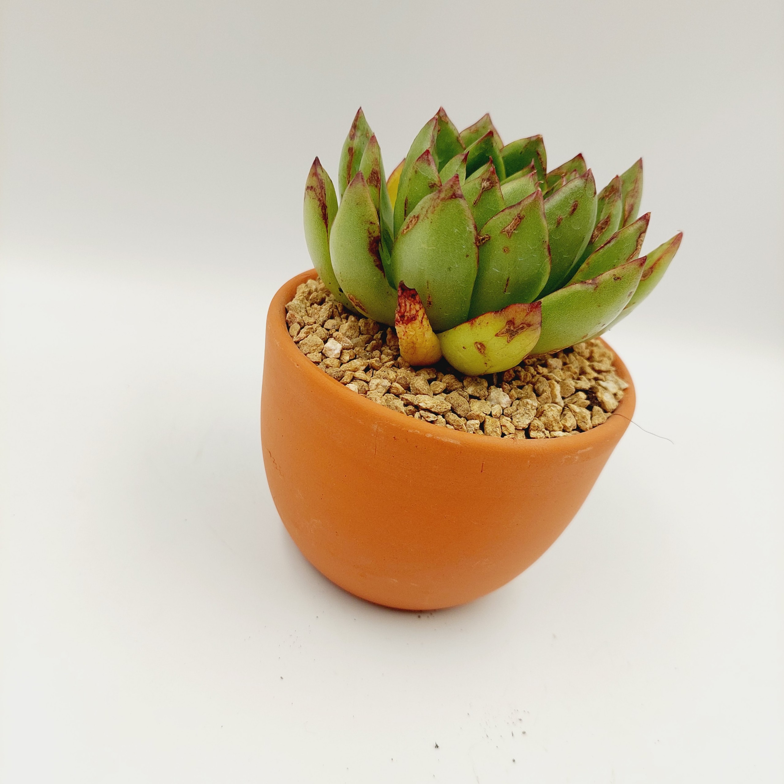 Chậu đất nung, chậu sen đá - Trứng nhỏ 957, miệng chậu 9.5cm, chiều cao 7cm