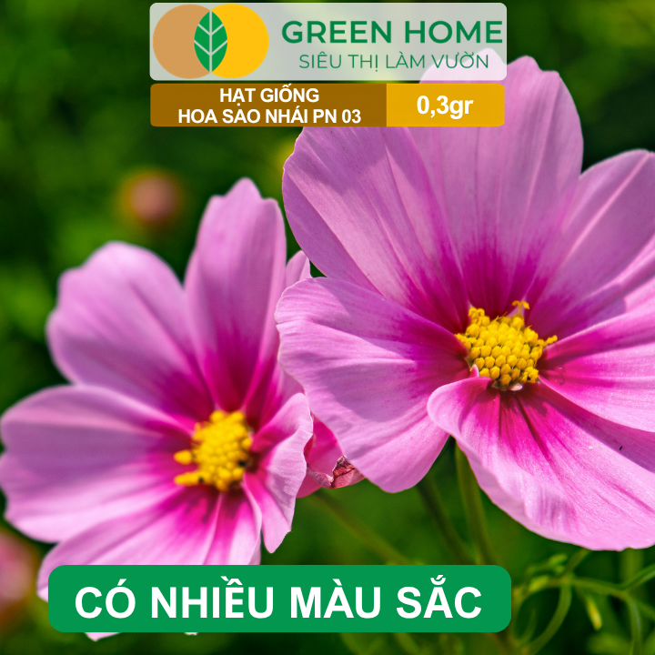 Hạt Giống Hoa Sao Nhái Mix GreenHome, Gói 0,3g, Sai Hoa, Màu Rực Rỡ, Dễ Trồng Quanh Năm H13