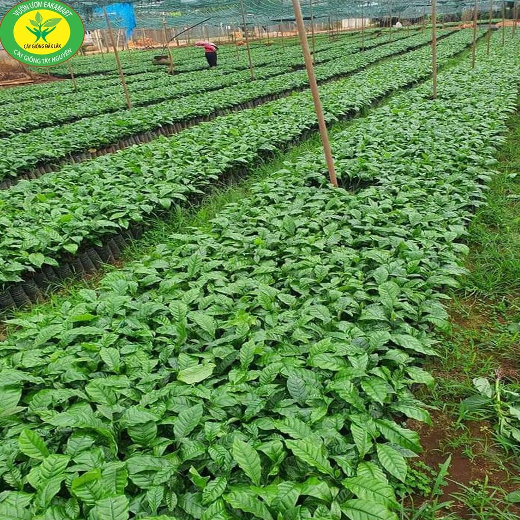 Giống Cây Cà Phê