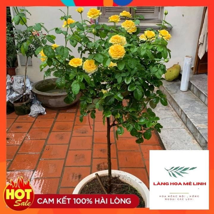 Hoa Hồng Thân Tree Shell ,MÀU VÀNG RỰC RỠ – Vẻ đẹp hấp dẫn.
