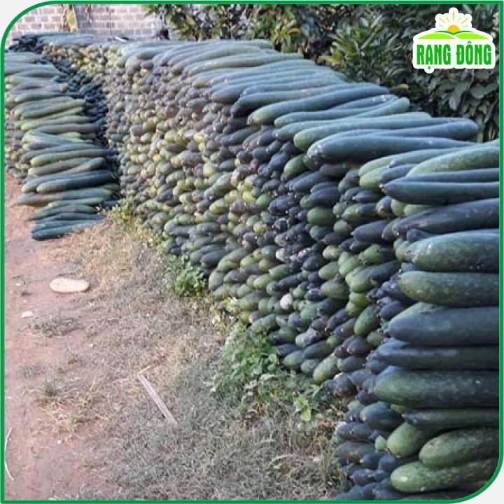 Hạt giống Bí Đao Xanh Trái Dài Lai F1 Java (0,2g~10 hạt) sinh trưởng khỏe, trồng quanh năm - Hạt giống Rạng Đông