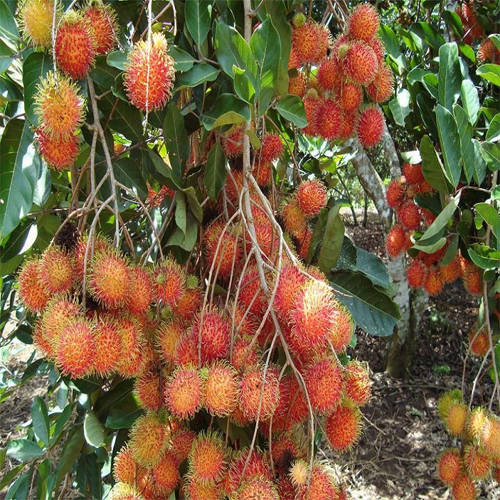 CÂY GIỐNG CHÔM CHÔM NHÃN