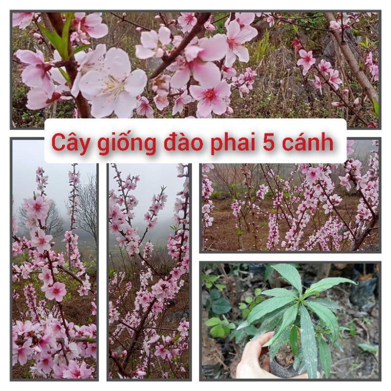 Cây giống đào phai 5 cánh