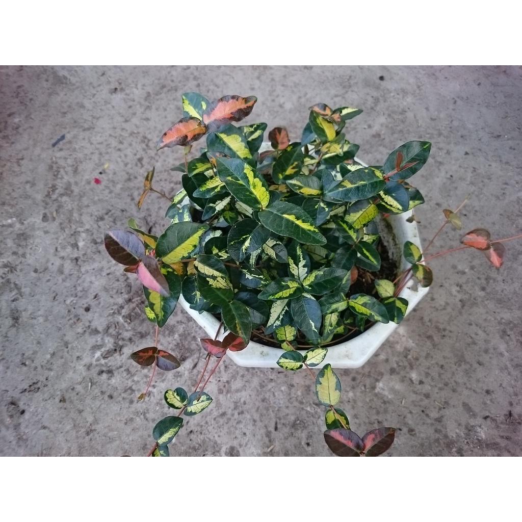 Cây Thằn Lằn Ngũ Sắc - cây cảnh vườn + tặng phân bón cho cây