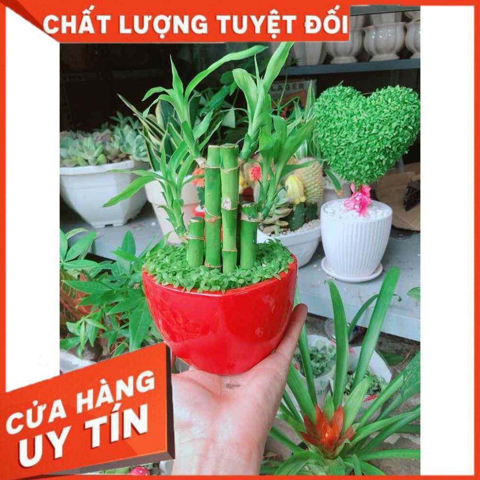 Chậu trúc phát tài Nhiều Người Mua