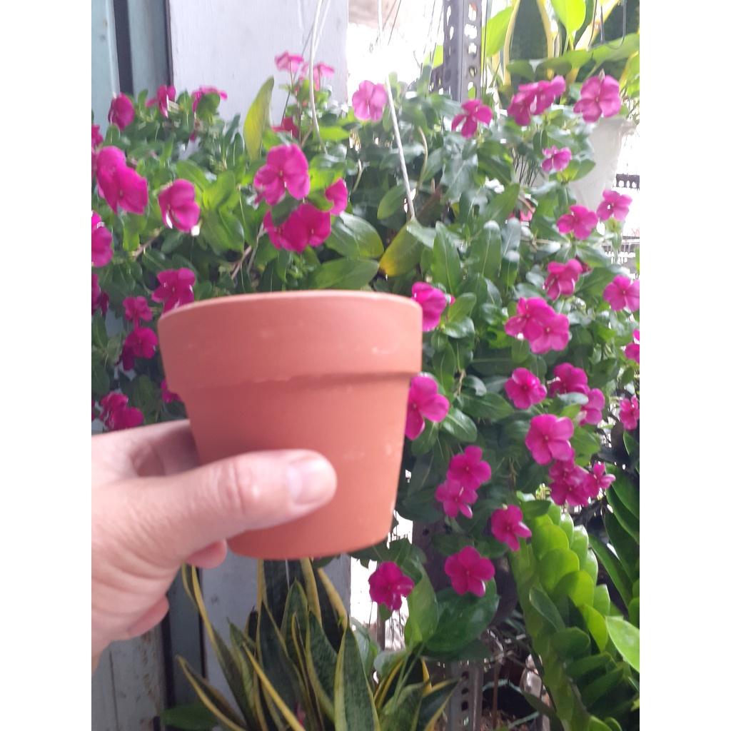 Chậu đất nung dễ thương trồng sen đá