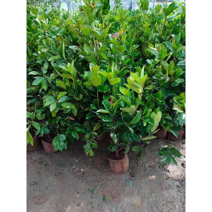 Cây giống Cherry Mỹ