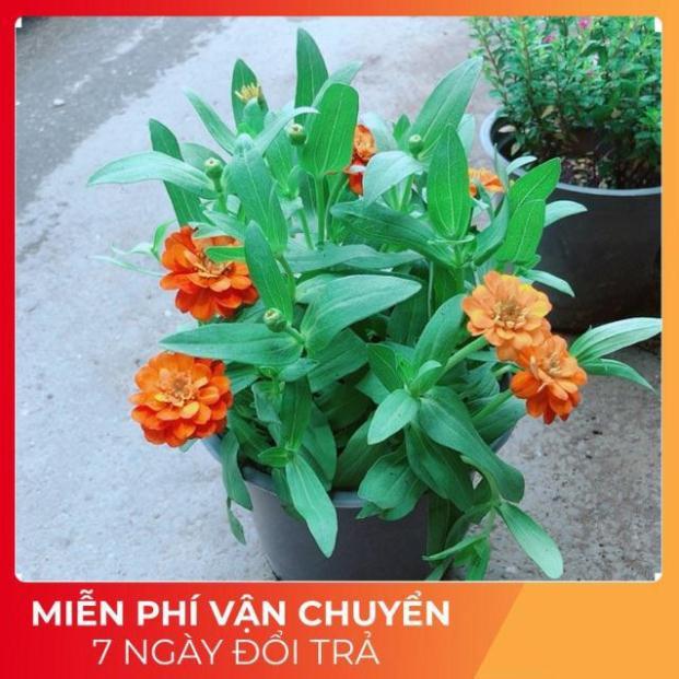 Hoa Cúc Duyên