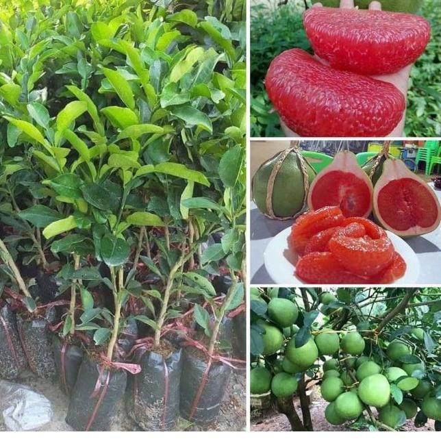 Cây giống bưởi ruby ruột đỏ không hạt vị ngọt thanh cây giống khỏe mạnh không sâu bệnh