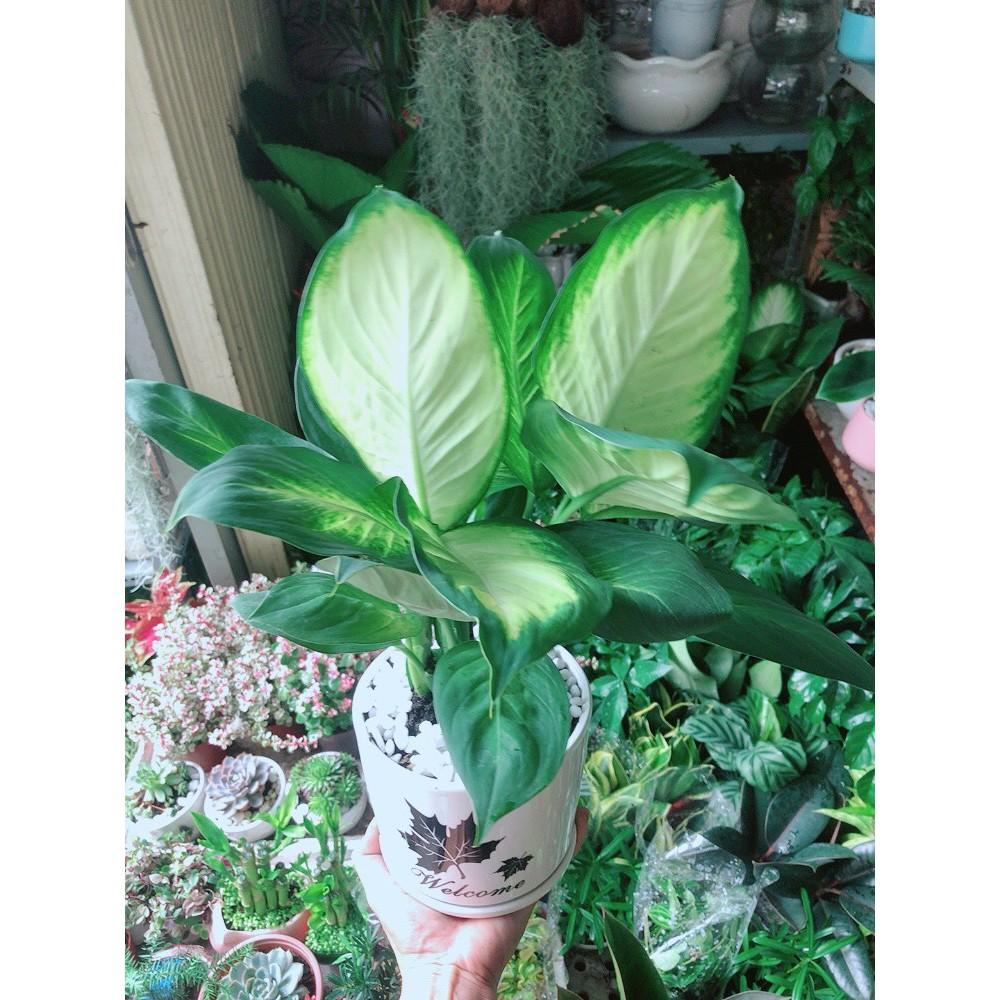 Chậu Cây Vạn Niên Thanh