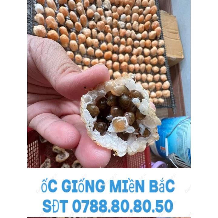 trứng ốc thái 5 ổ giống ốc thái lan siêu khủng 3- 5 con 1kg