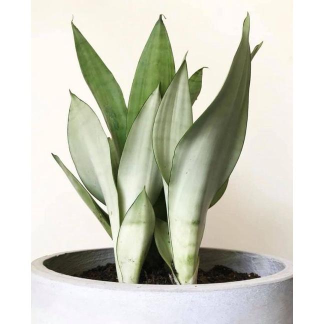 Lưỡi hổ thái bạc - Dracaena trifasciata