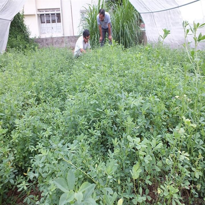 Hạt cỏ chăn nuôi ALFALFA Linh Lăng - Cỏ Họ Đậu - Hạt Giống Cỏ Chăn Nuôi