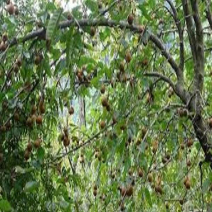 Cây giống Lê nâu Cây giống chuẩn cho năng suất cao