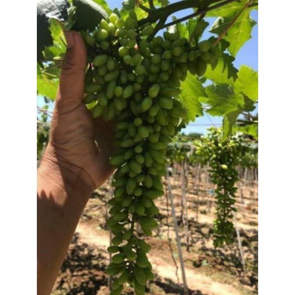 Sản phẩm NHO MÓNG TAY MĨ NỮ