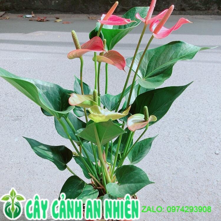 Hồng Môn Hồng