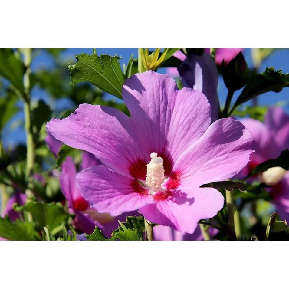 Cây Hoa Dâm BỤT màu tím hồng ra hoa quanh năm