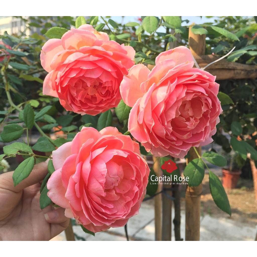 Cây Hoa hồng ngoại Jubilee Celebration rose – Bông lớn – Hương thơm đậm