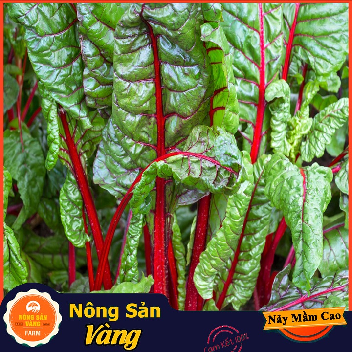 Hạt giống Cải Cầu Vồng
